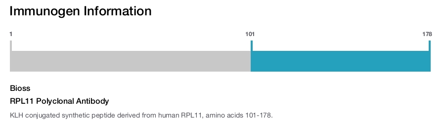 RPL11 Polyclonal Antibody