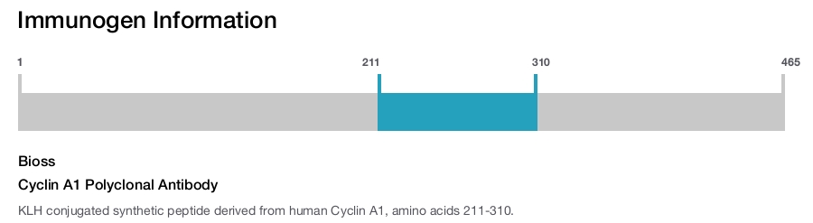 Cyclin A1 Polyclonal Antibody