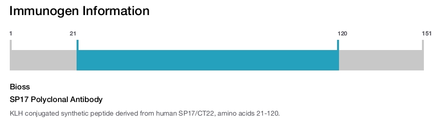 SP17 Polyclonal Antibody