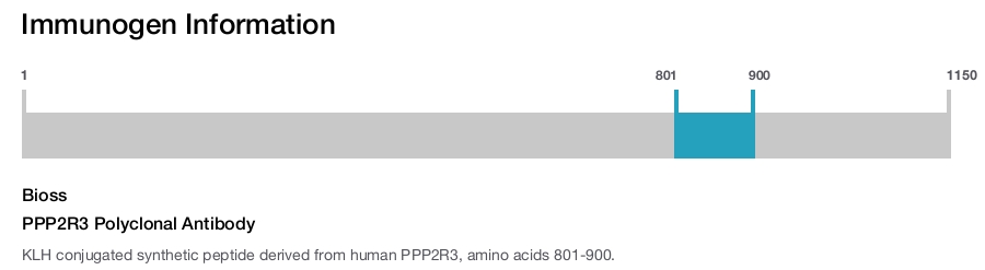 PPP2R3 Polyclonal Antibody