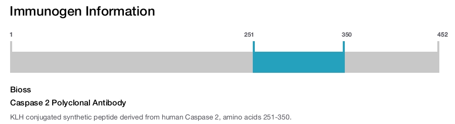 Caspase 2 Polyclonal Antibody