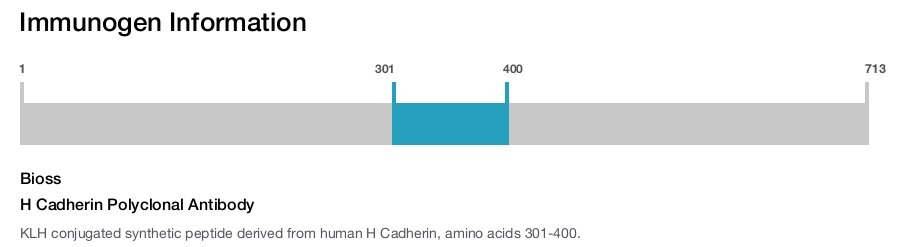 H Cadherin Polyclonal Antibody