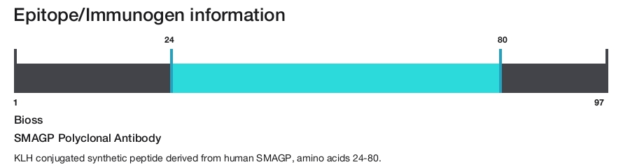 SMAGP Polyclonal Antibody