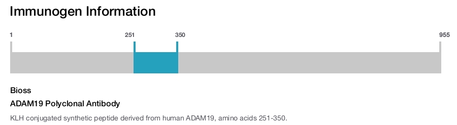 ADAM19 Polyclonal Antibody