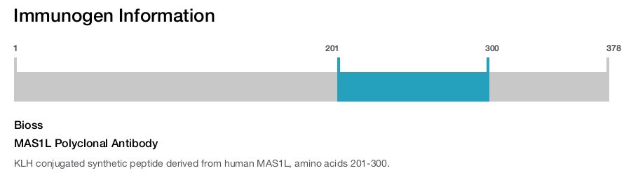 MAS1L Polyclonal Antibody