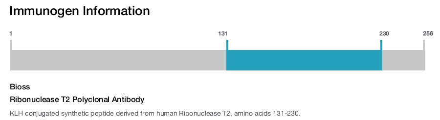 Ribonuclease T2 Polyclonal Antibody
