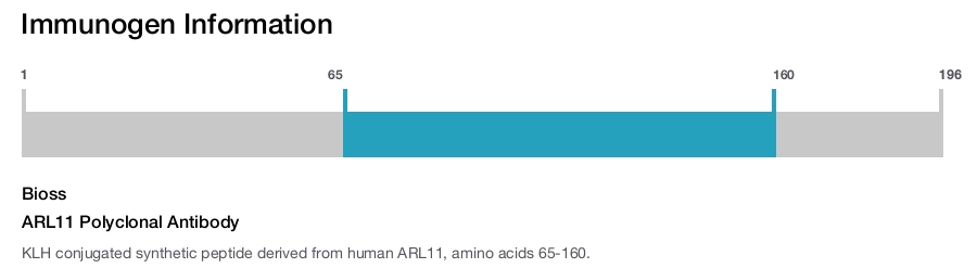ARL11 Polyclonal Antibody