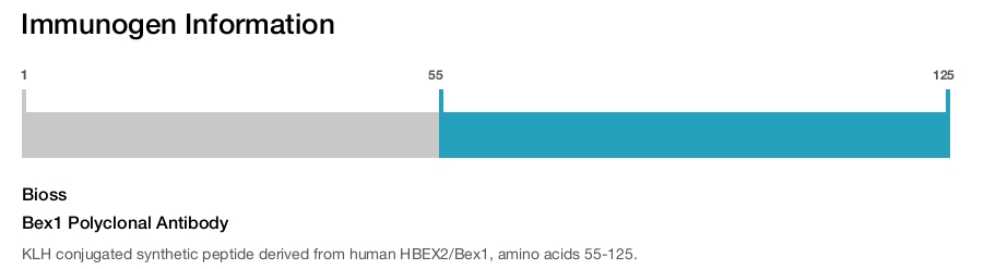 Bex1 Polyclonal Antibody