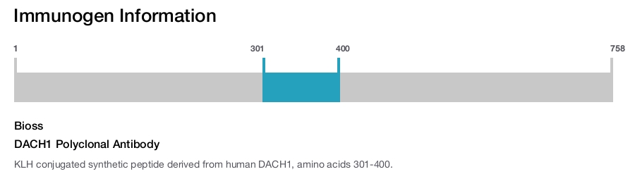 DACH1 Polyclonal Antibody