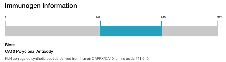 CA10 Polyclonal Antibody