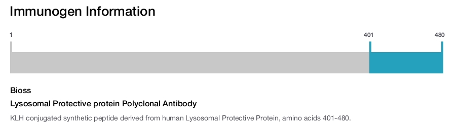 Lysosomal Protective protein Polyclonal Antibody
