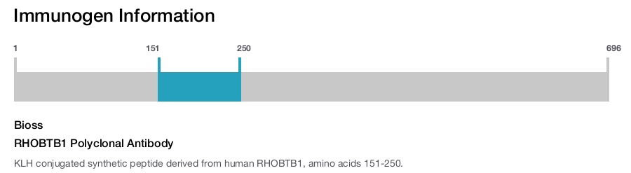 RHOBTB1 Polyclonal Antibody
