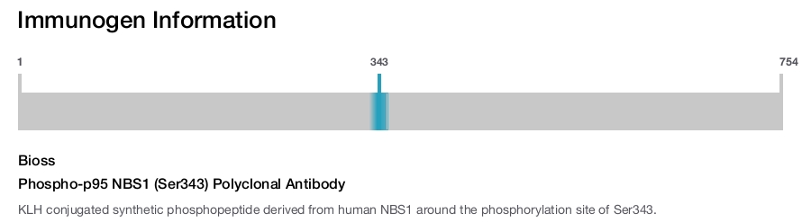 Phospho-p95 NBS1 (Ser343) Polyclonal Antibody