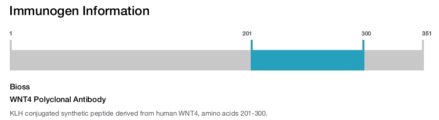 WNT4 Polyclonal Antibody