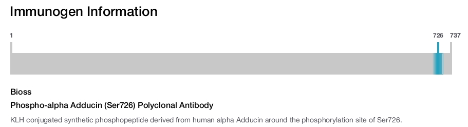 Phospho-alpha Adducin (Ser726) Polyclonal Antibody