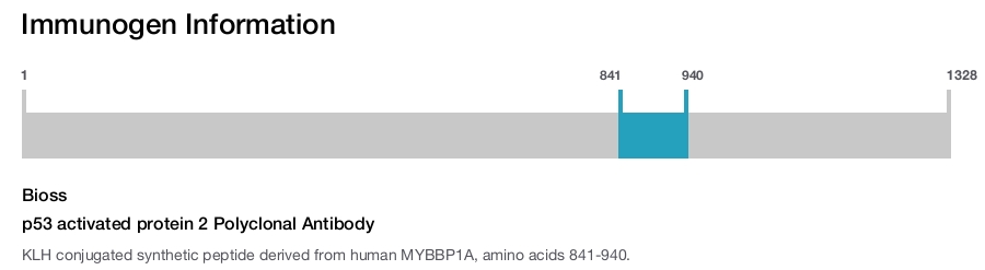 p53 activated protein 2 Polyclonal Antibody