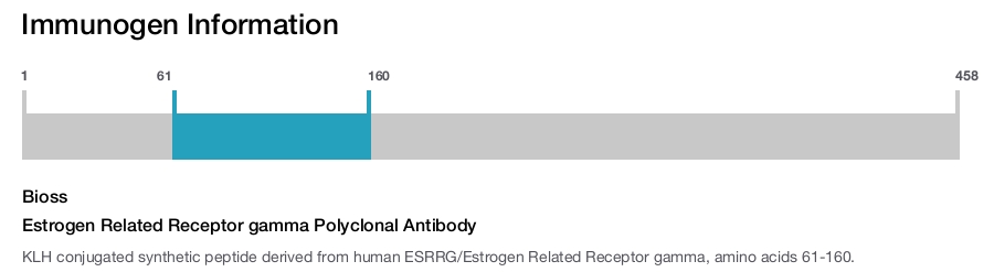 Estrogen Related Receptor gamma Polyclonal Antibody