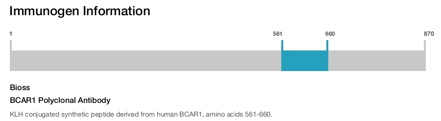 BCAR1 Polyclonal Antibody