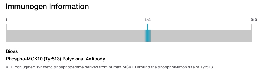 Phospho-MCK10 (Tyr513) Polyclonal Antibody