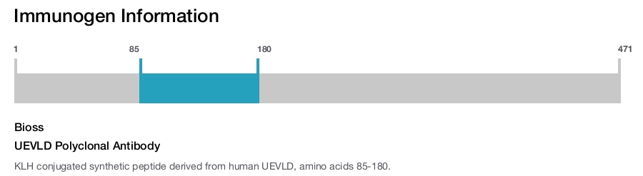 UEVLD Polyclonal Antibody