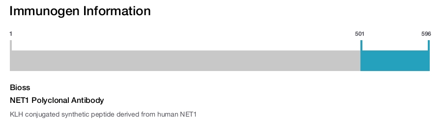 NET1 Polyclonal Antibody