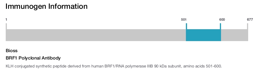 BRF1 Polyclonal Antibody