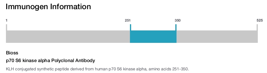 p70 S6 kinase alpha Polyclonal Antibody