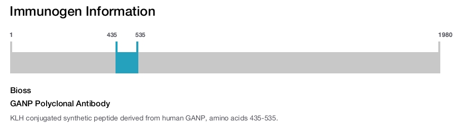 GANP Polyclonal Antibody