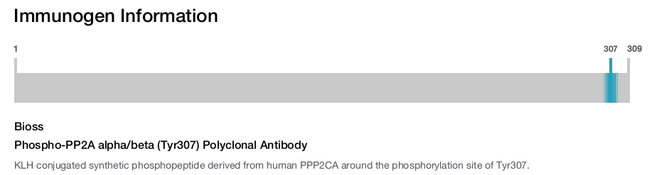 Phospho-PP2A alpha/beta (Tyr307) Polyclonal Antibody
