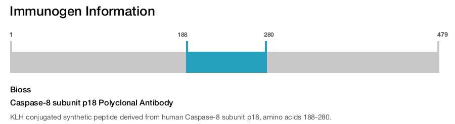 Caspase-8 subunit p18 Polyclonal Antibody