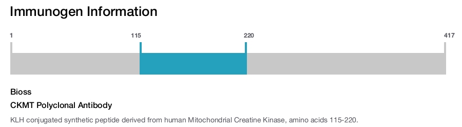 CKMT Polyclonal Antibody
