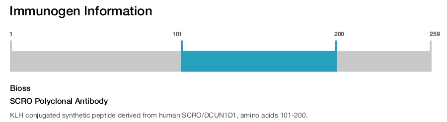 SCRO Polyclonal Antibody