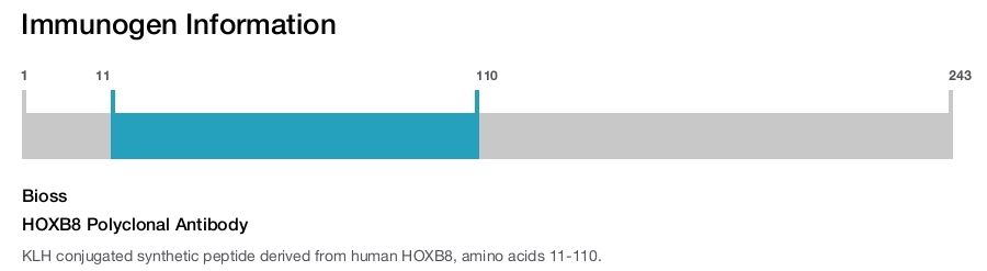 HOXB8 Polyclonal Antibody