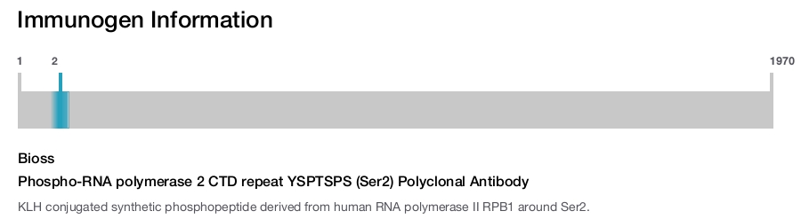 Phospho-RNA polymerase 2 CTD repeat YSPTSPS (Ser2) Polyclonal Antibody