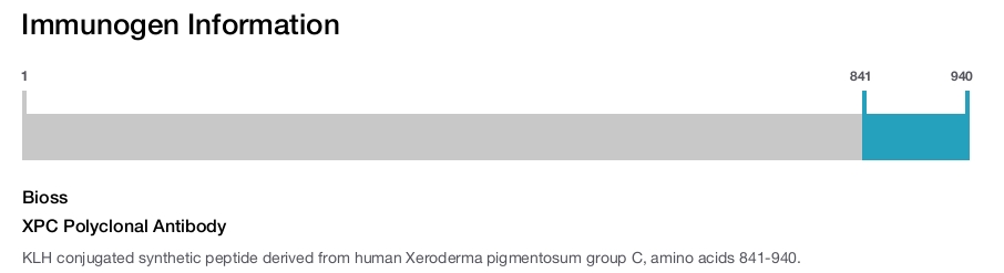 XPC Polyclonal Antibody