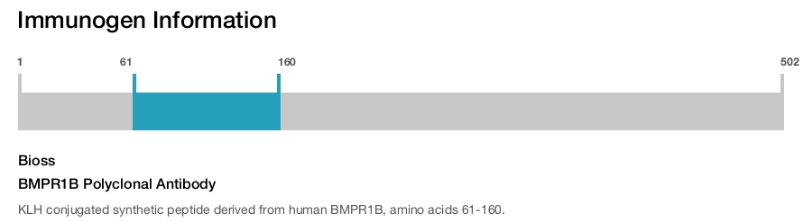 BMPR1B Polyclonal Antibody