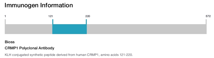 CRMP1 Polyclonal Antibody