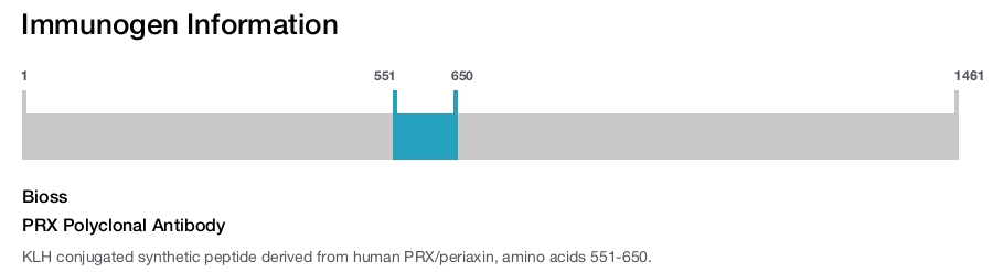 PRX Polyclonal Antibody