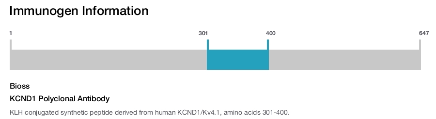 KCND1 Polyclonal Antibody