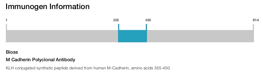M Cadherin Polyclonal Antibody