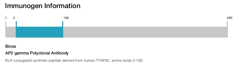 AP2 gamma Polyclonal Antibody