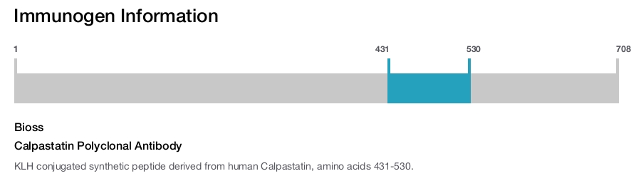 Calpastatin Polyclonal Antibody