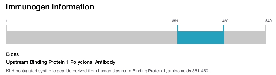 Upstream Binding Protein 1 Polyclonal Antibody