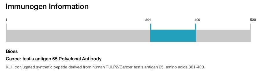 Cancer testis antigen 65 Polyclonal Antibody