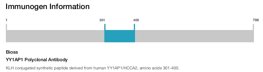 YY1AP1 Polyclonal Antibody