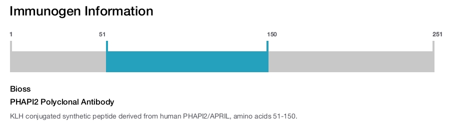 PHAPI2 Polyclonal Antibody