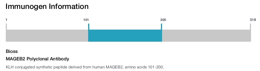 MAGEB2 Polyclonal Antibody