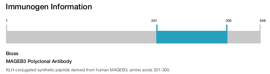MAGEB3 Polyclonal Antibody