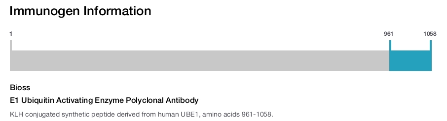 E1 Ubiquitin Activating Enzyme Polyclonal Antibody