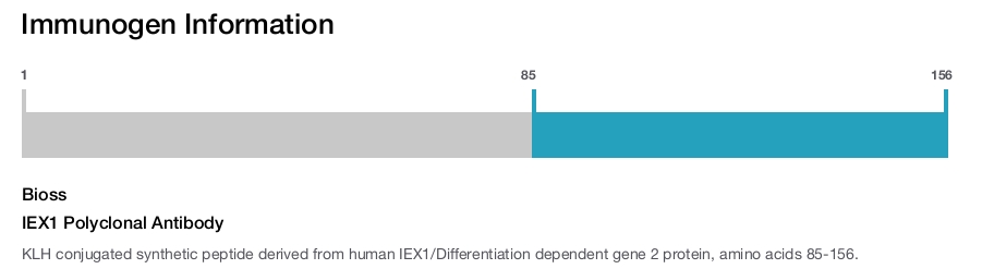 IEX1 Polyclonal Antibody